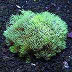 Flower Pot Coral, Metallic Green